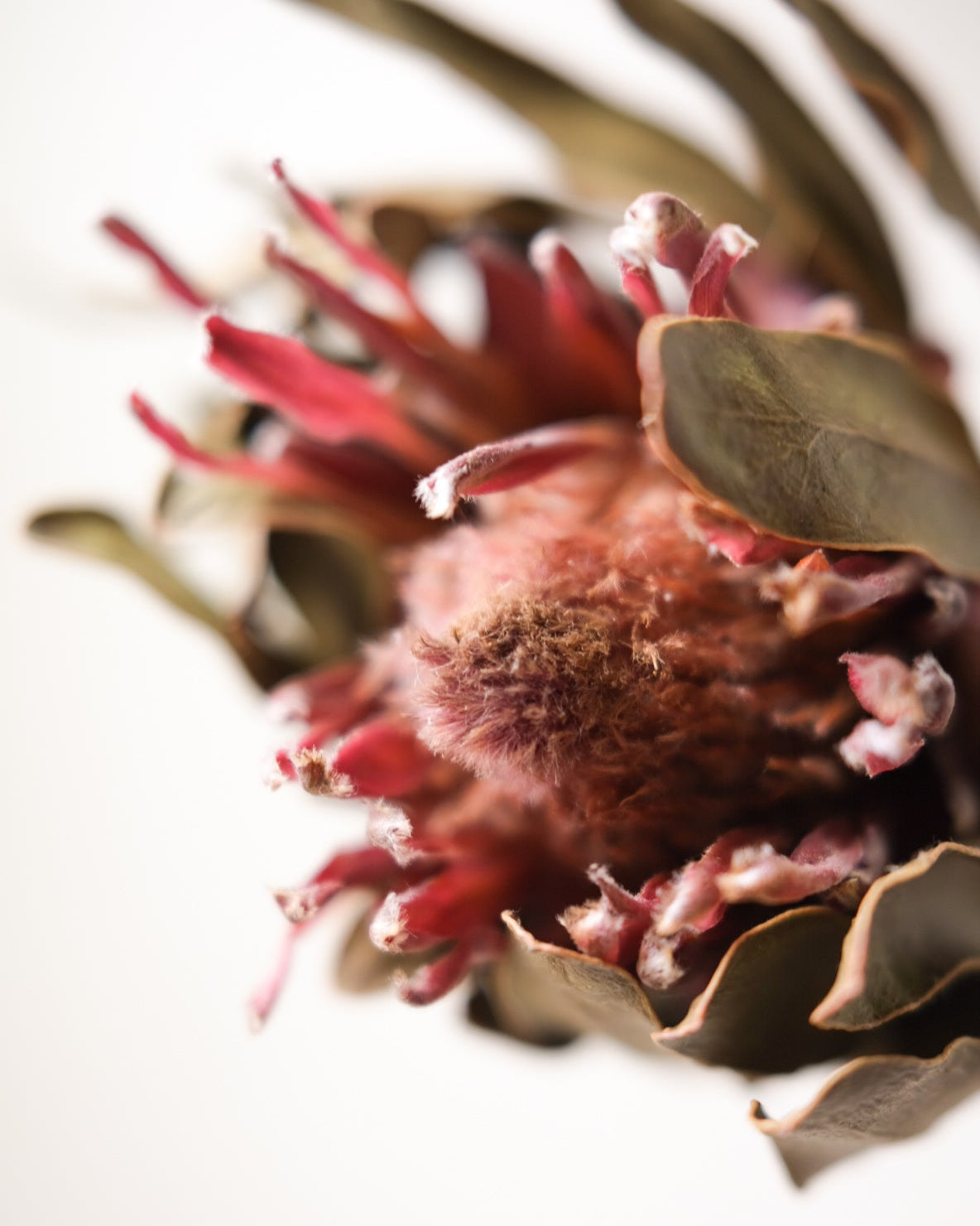 Dried Cynaroides