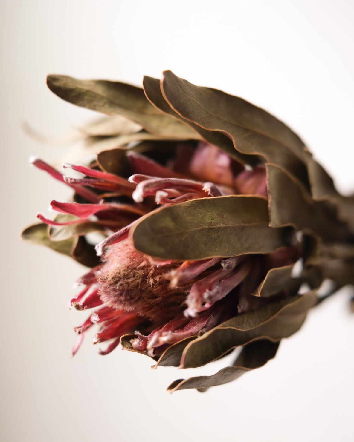 Dried Cynaroides