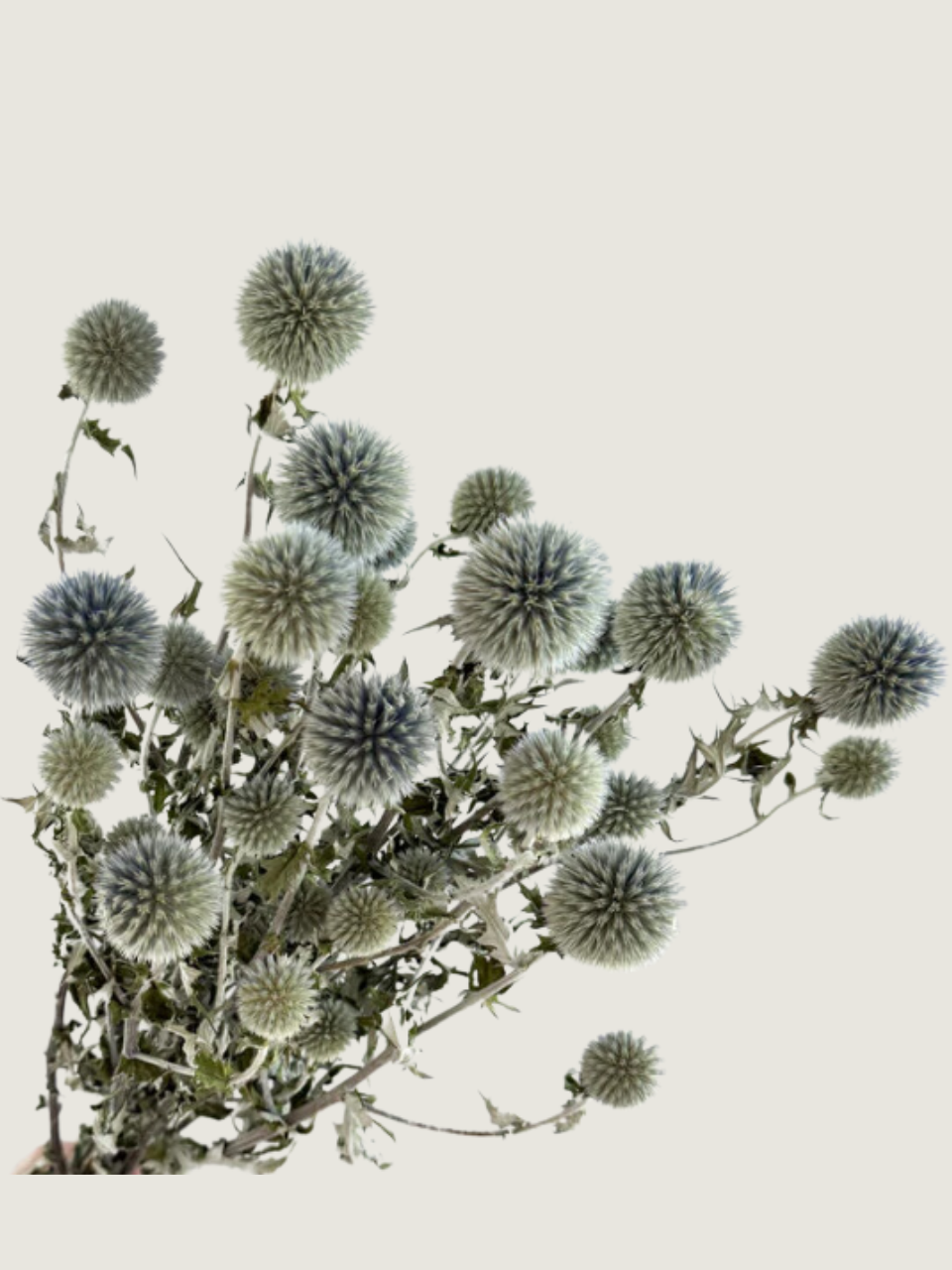 Echinops Bannaticus